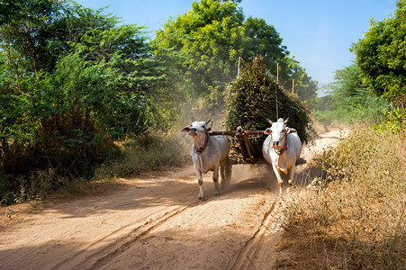 令人惊异的农村风景有两辆白色牛排拉车和泥土路上干草亚裔人骑着缅甸东方的大车追踪图片