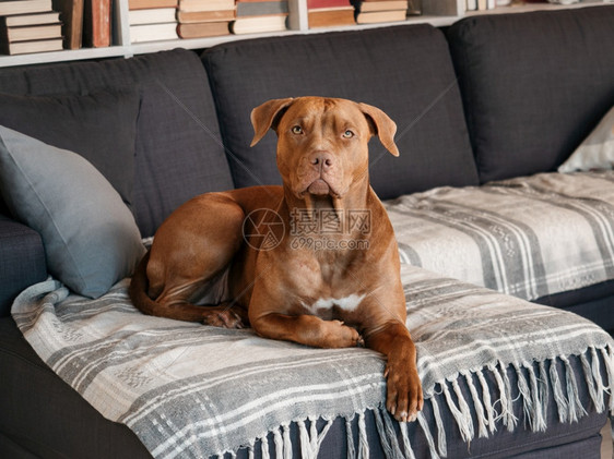 格子照顾教育服从训练以及养宠物的概念棕色可爱小狗近身室内日光概念坑枕头图片