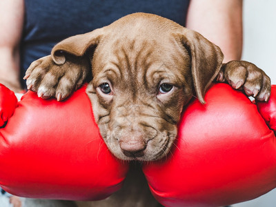 有趣的比特犬坐着关心教育服从训练养宠物lovable漂亮的棕色小狗close