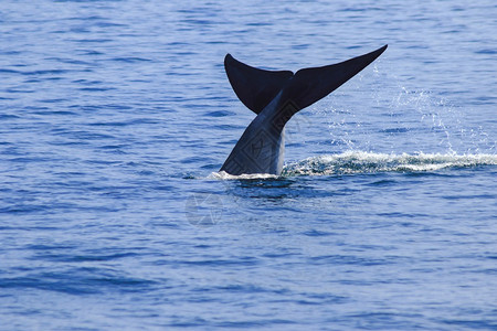 户外海洋鲸尾鱼被饲养水喷鲸尾鱼在海上的布鲁达中鲸尾鱼布鲁达是一头大型鲸鱼是哺乳动物雄伟图片
