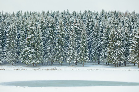水支撑雪和冰冻湖覆盖的温冬奇兰斯普鲁树林圣诞节图片