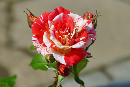 颜色复制柔软的美丽少林黑龙混合玫瑰红白特辑图片
