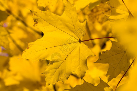 金色的秋叶图片