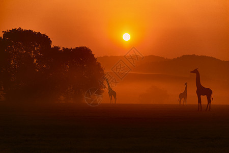 红色的长颈鹿非洲之夜风景旅行荒野图片