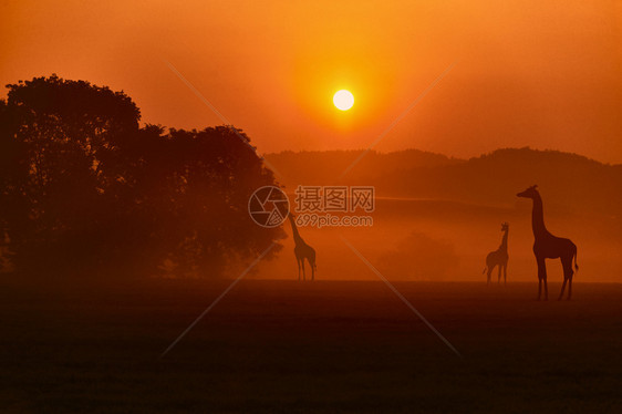 红色的长颈鹿非洲之夜风景旅行荒野图片