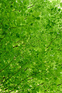 早晨低的角度视图山毛树冠上新鲜绿叶的全框架背景郁葱图片