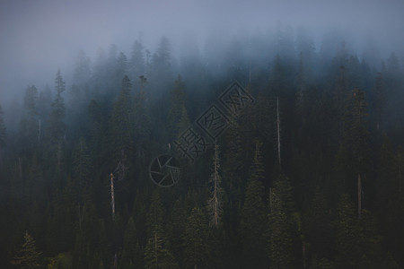 雾气笼罩森林图片