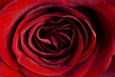 紧贴着美丽的红玫瑰浪漫细节天鹅绒般图片