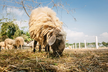 凝视农村场的绵羊生活家庭图片