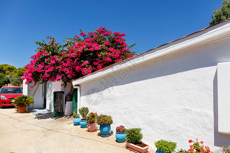 红色的建筑学造希腊南部农村传统房屋的白色墙壁其院子里有许多花盆和一大棵zalea树满着美丽的红树与蓝天对立希腊南部传统农村住宅以图片