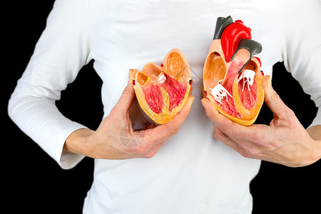 女在白体上拥有开放的人类心脏模型跳静脉解剖学图片