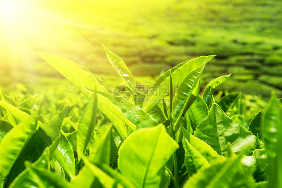 惊人的行业马来西亚卡梅伦高地自然景观绿茶叶树林在日落天空下植树栽培图片