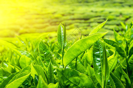 马来西亚卡梅伦高地自然景观绿茶叶树林在日落天空下植树晴射线谷图片