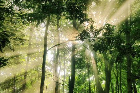 它的户外植物群落叶树的绿色森林阳光透过树叶投射线林木自然绿色材阳光视图透过树木照射图片
