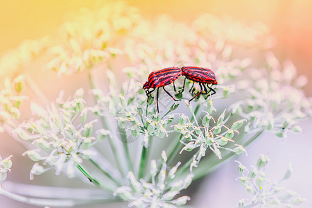 一对红盾虫在白花上面对浅薄的模糊背景选择关注焦点迎来一对红盾虫配颜色甲可选择的图片