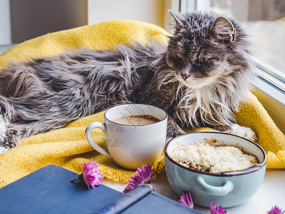 窗边享受悠闲午后的猫咪和下午茶图片