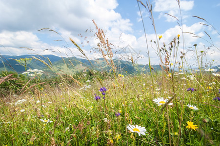 山 蓝花的山中阳光晴朗日出令人惊叹夏天草地蓝空下有野花自然背景