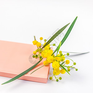 黄色的Acaciapycnantha或Mimosatwig在白色背景上孤立的粉红色笔记本上用黄毛花在白色背景上的粉红小白纸笔上枝图片