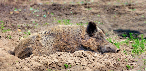 猪肉灰色的一只大型欧亚野猪睡得安稳在泥土中进行温暖的太阳浴野猪睡在泥里和平地埋在阳光笼罩着的下平静图片