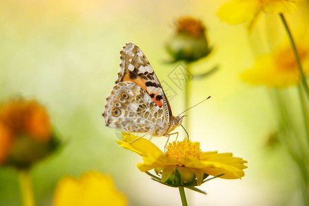 重点一只美丽的蝴蝶饮用黄花蜜在阳光日上一个低深度大型摄影选焦线上的黄花荒野叶子图片