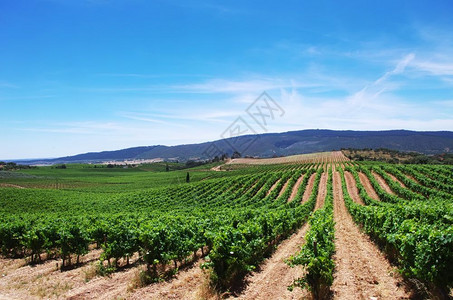 生长农村葡萄牙Aleentejo地区葡萄园种植场欧洲图片