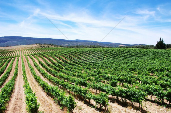 行业旅葡萄牙Aleentejo地区葡萄园种植场户外图片