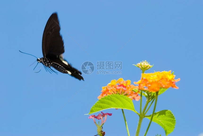 天空自然丰富多彩的由燕尾蝴蝶概念在蓝天下从生鲜花中飞离图片