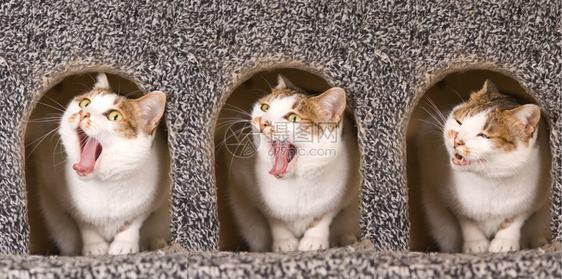 三只猫咪图片