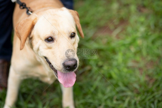 年轻的狗在公园里走来去瓜拉纳皮绿色图片