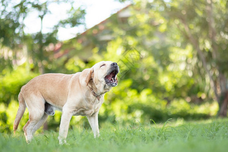 拉布多犬友谊爱狗在公园里叫图片