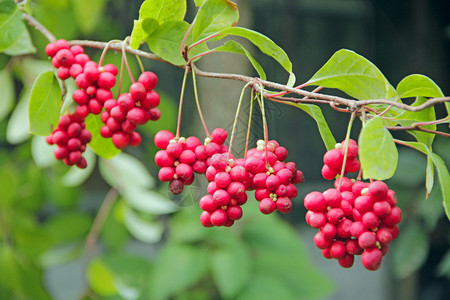 五味子红色果实成排生长熟五味子丛生有用植物作红五味子成排挂在绿枝上五味子植物在树枝上结果红色五味子实成排生长在花园里的藤图片