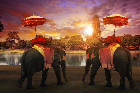 Ayuthaya世界遗产地的旧塔前大象用泰王国传统配件着装用于旅游和多途背景及等旅游用途Ayuthaya世界遗址老的常设动物图片
