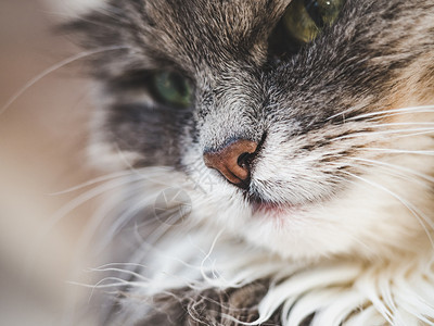 猫咪脸部特写图片