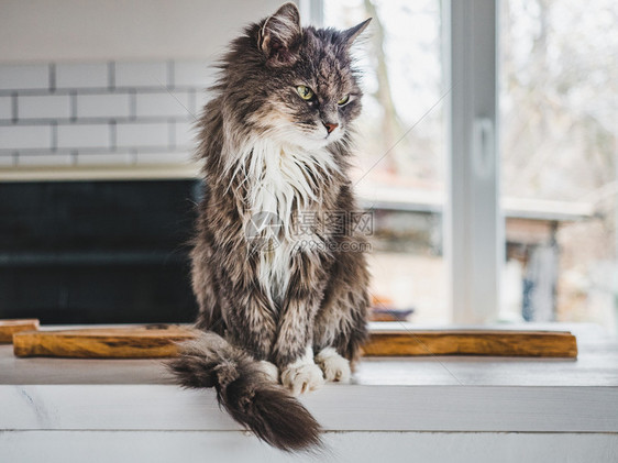 清晨窗台上的猫咪图片