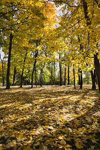 秋季阳光明媚的森林图片