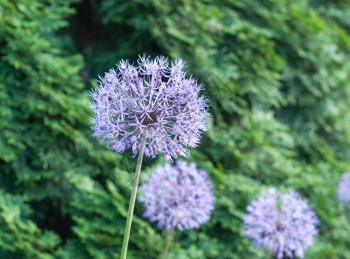 紫色的花园里盛开Alliumaflatunense模糊背景花园里盛开的特写模糊背景颜色开花图片