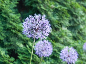 紫色的花园里盛开Alliumaflatunense模糊背景花园里盛开的特写模糊背景颜色开花图片