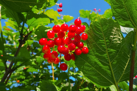有机玫瑰天笙葵阳光明媚的一天连串红莓子盖尔德玫瑰的红色果子在阳光