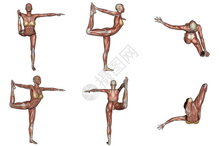 身体的娱乐禅舞蹈瑜伽对肌肉在白色背景中显露出来的妇女说是六种不同的观点舞者瑜伽对肌肉可见妇女来说是六种不同的观点图片