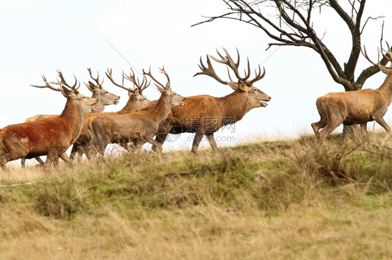 打猎保护在Cervuselaphus山上的红鹿群美元动物图片