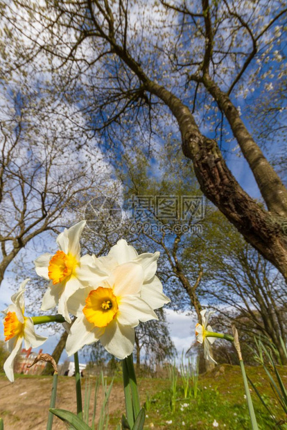 复活节草地在联合王国纽卡斯尔Laisses公园阳光明媚的春下午树白色水花的低角度视图在下面图片