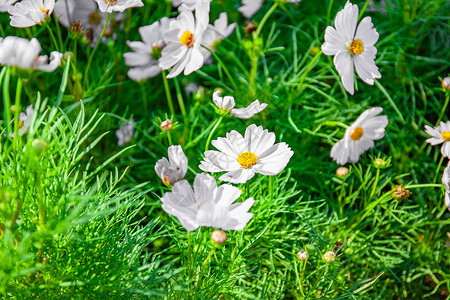 花的热带装饰一群白色宇宙在花园里开紧的图片