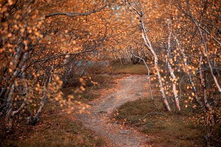林中小路杜松深的秋天在苍白红林中有着柏氏路和灌木在苍白的红秋林中背景