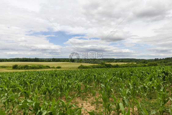 这是一个种植玉米的经济领域是多云的天气经济领域风景亚特兰大行业草农综合企图片