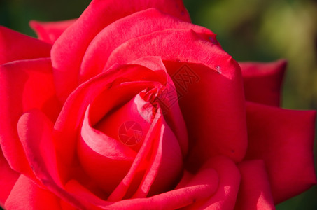 放松粉色的浪漫红玫瑰花朵太阳光下红玫瑰花的图示图片