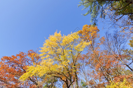 天空下多彩秋季景色图片