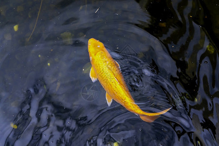 水中游动的金色锦鲤图片