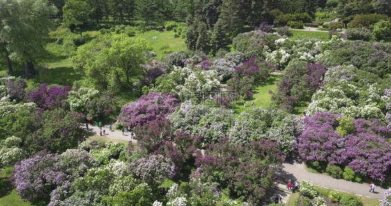 夏天草植物学季美丽盛开的植物园鸟瞰图地平线上的城市建筑鸟瞰盛开的植物园和城市建筑图片