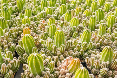 干燥为了墙纸Cactus和纹理或复制空间在锅中用于种植的多仙人掌变排列在行的选择和软焦点图片