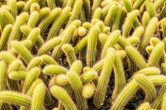 Cactus和纹理或复制空间在锅中用于种植的多仙人掌变排列在行的选择和软焦点墙纸植物多汁的图片